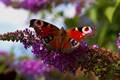 Buddleja davidii IMG_0795 Budleja Dawida